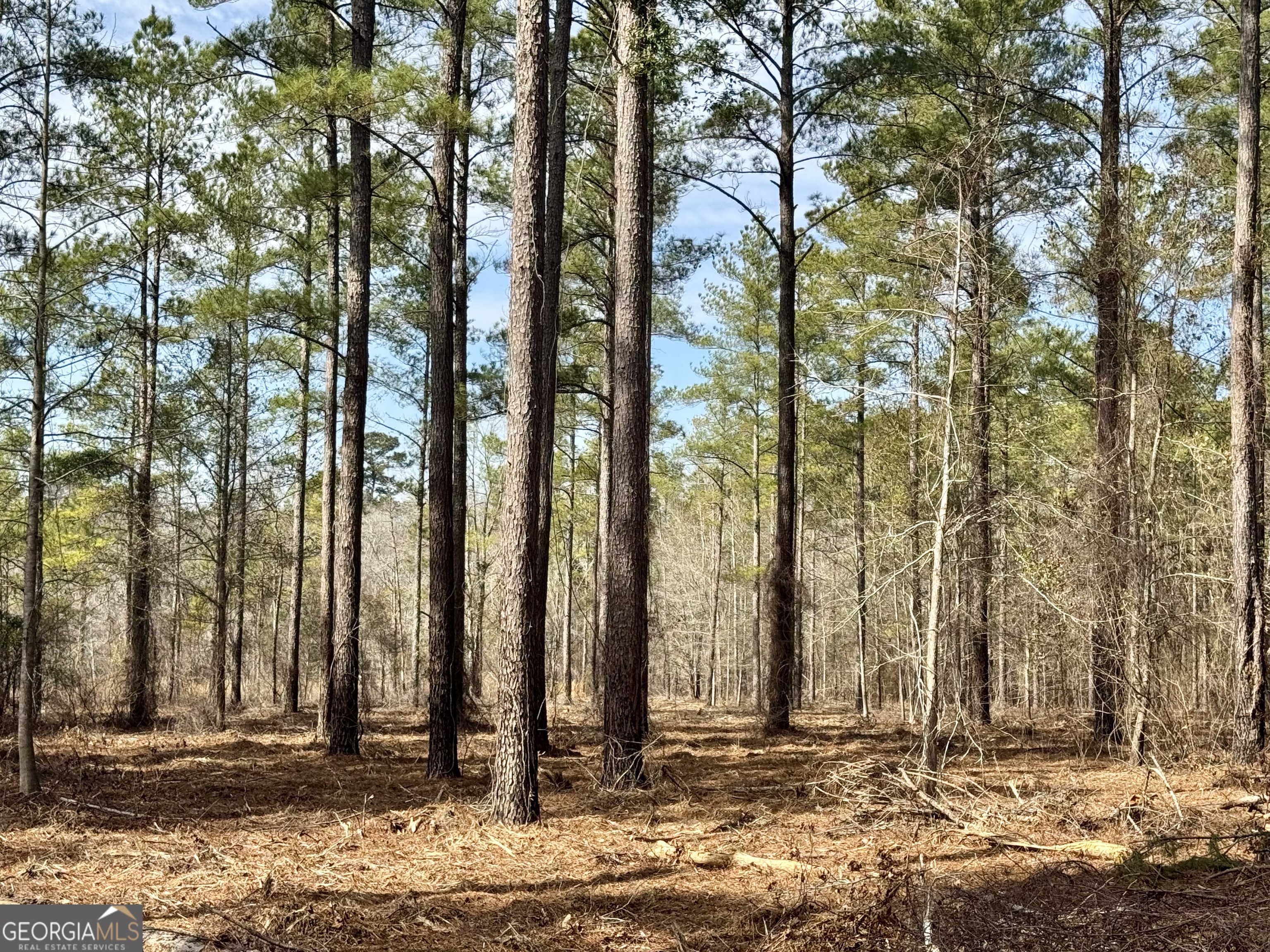 0 Mosley Bridge Road Claxton, GA 30417 - Photo 3 of 5