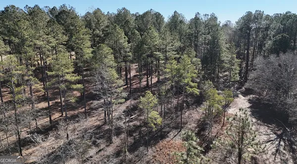 a view of a forest with a tree