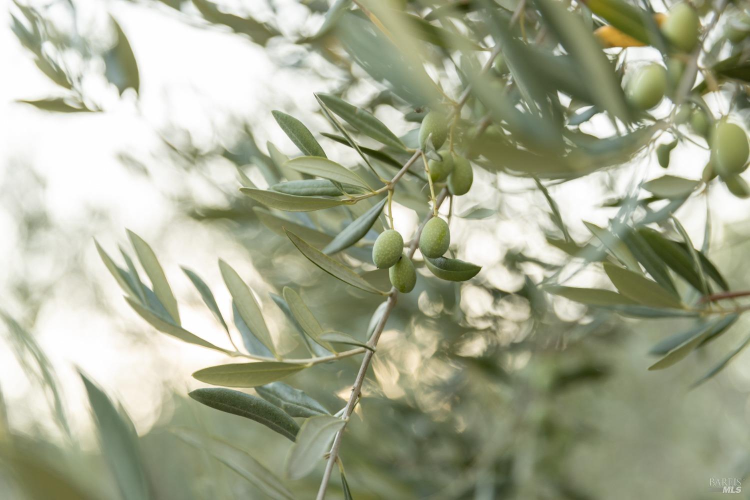 601 Rossi Road St. Helena, CA 94574 - Photo 48 of 48