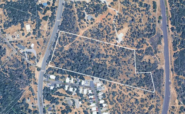 a close up of a tree