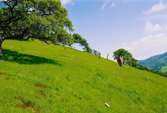 a view of a grassy area with an trees