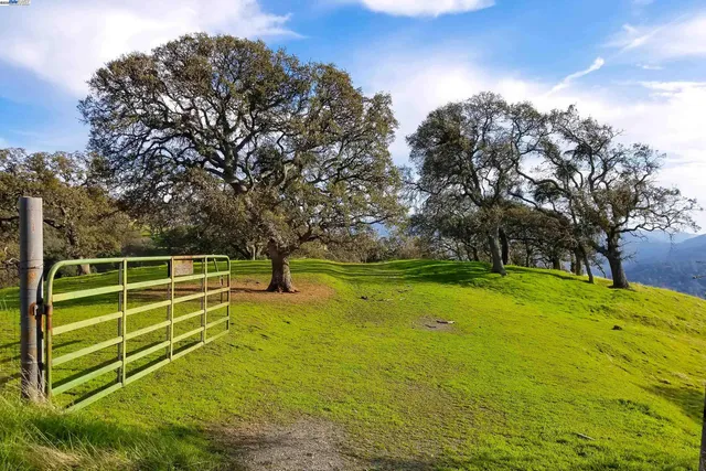 a view of a yard with a tree