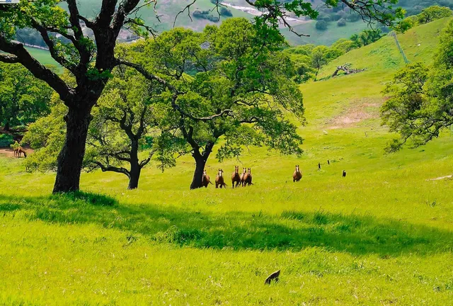 a view of yard with large trees