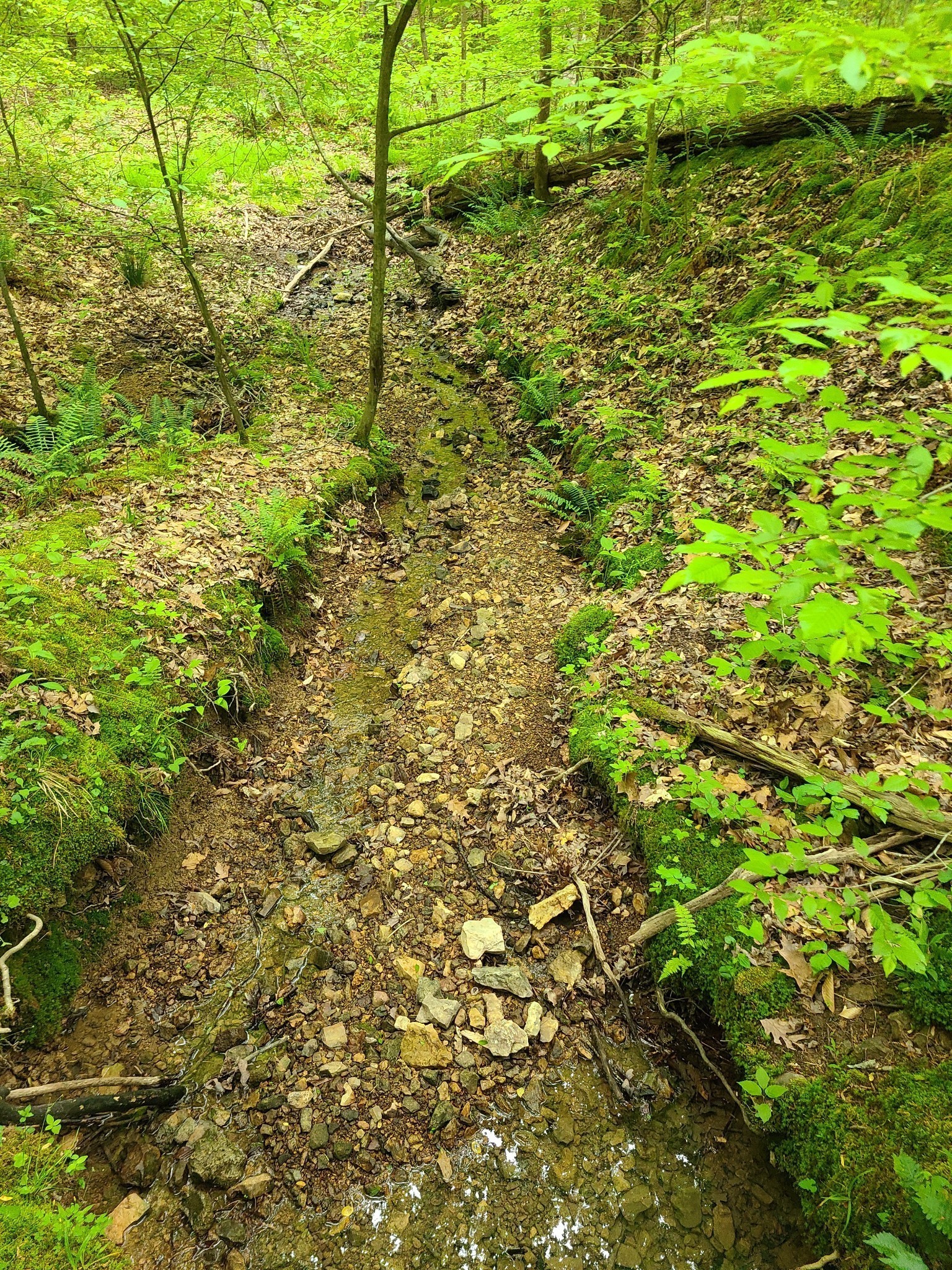 0 Davis Hollow Road Franklin, TN 37064 - Photo 8 of 17