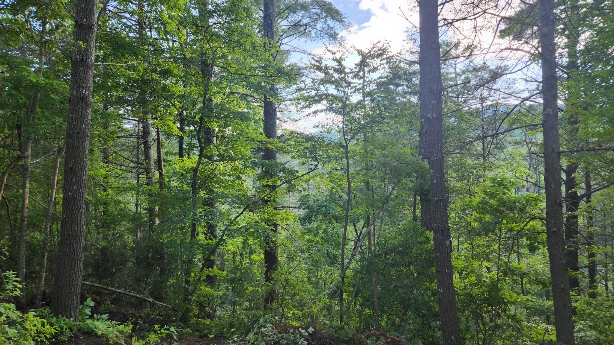 0 Tumbling Creek Road Copperhill, TN 37317 - Photo 60 of 62