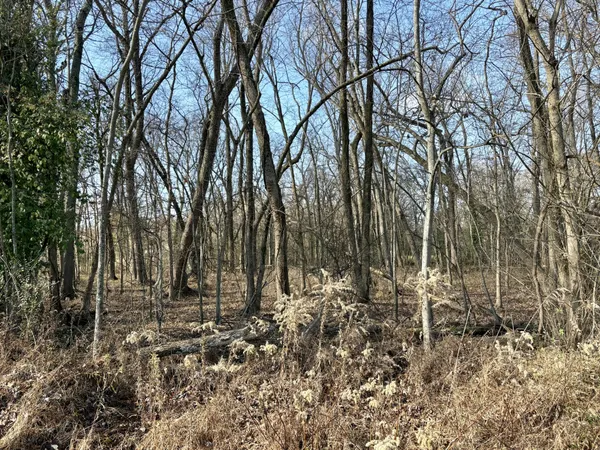 a view of outdoor space with lots of trees