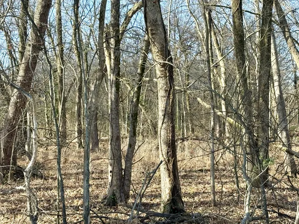 a view of forest