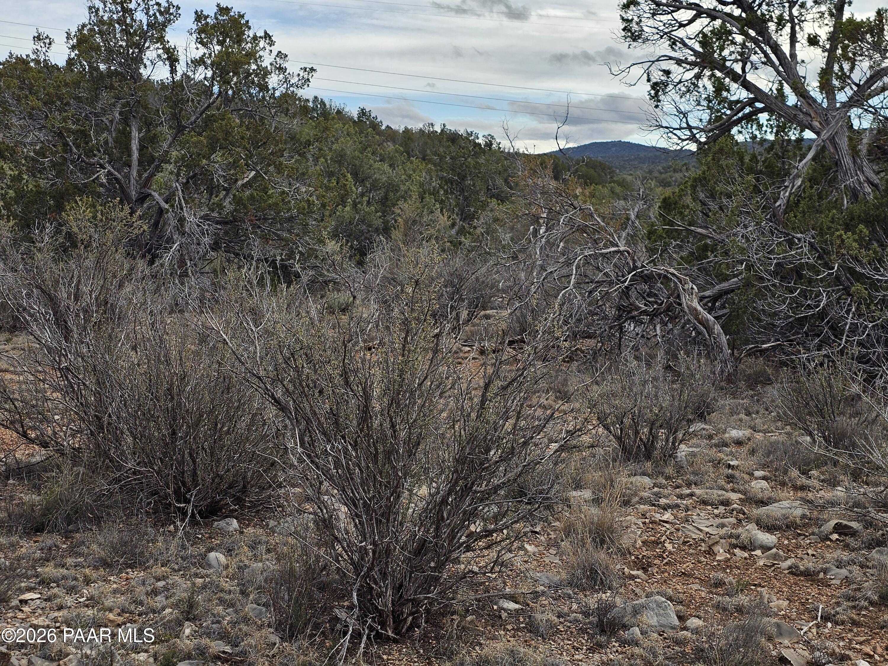 32667 West Conejo Road Seligman, AZ 86337 - Photo 2 of 8 a view of a dry yard with lots of bushes