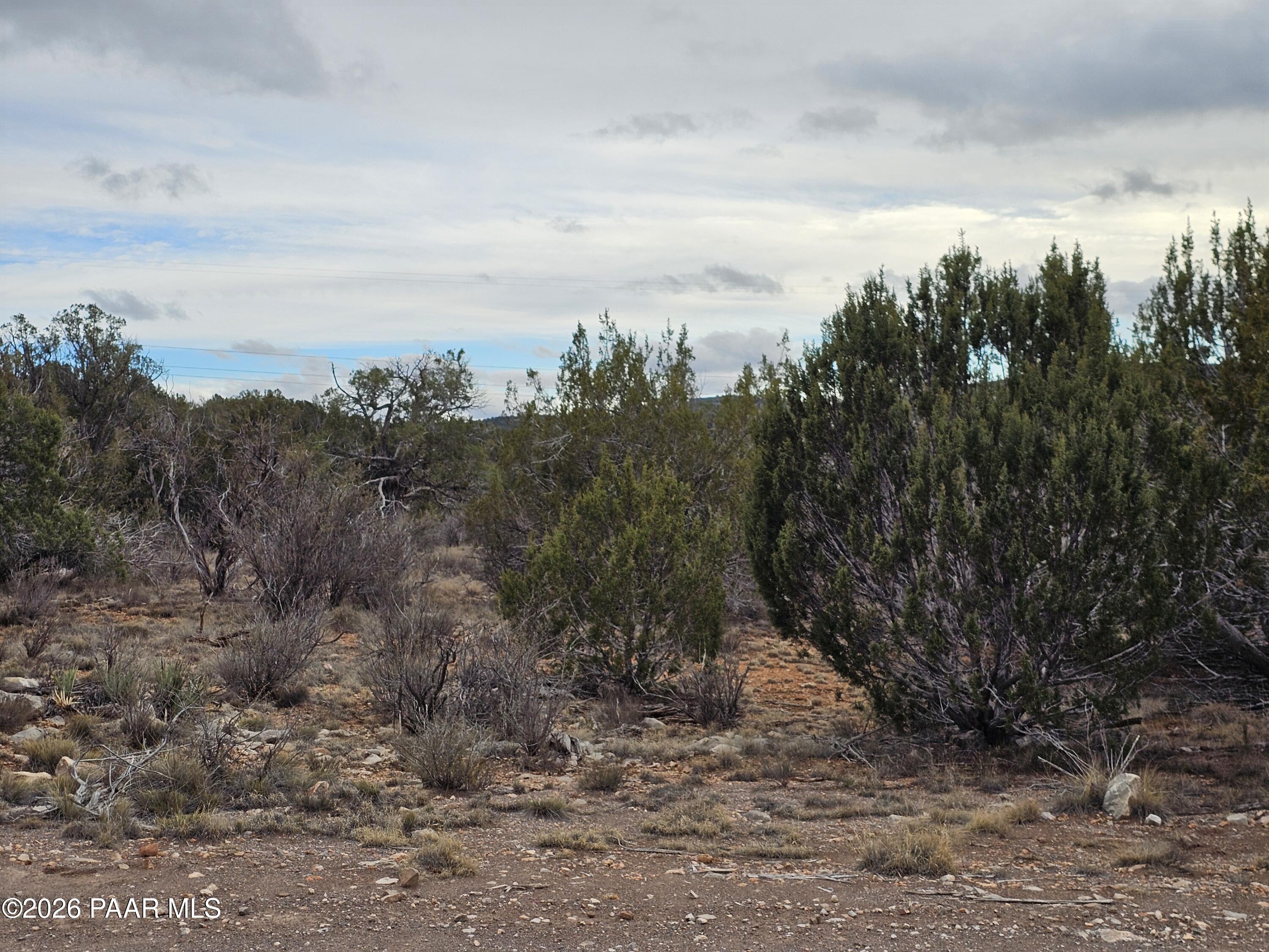 32667 West Conejo Road Seligman, AZ 86337 - Photo 7 of 8 a view of a dry yard with trees