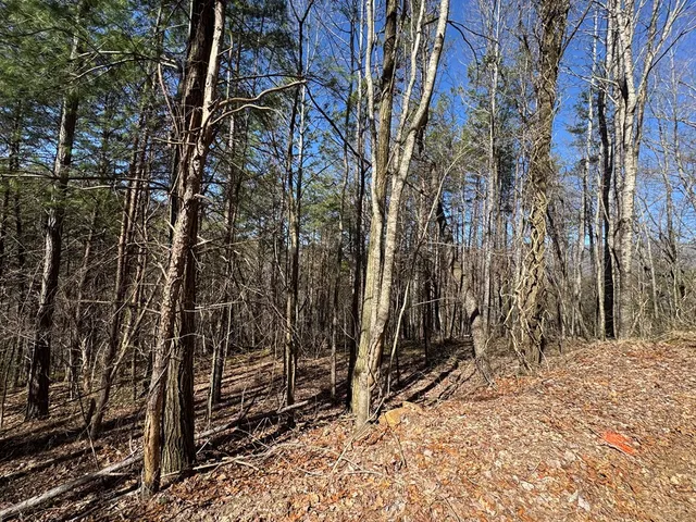 a view of a backyard with a trees
