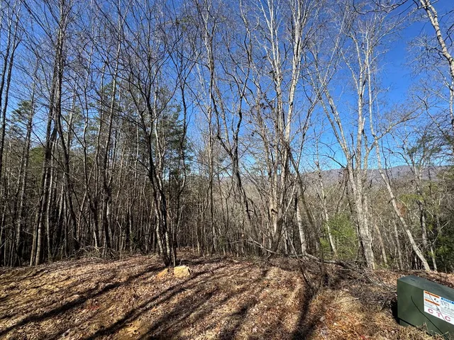 a view of a yard with trees