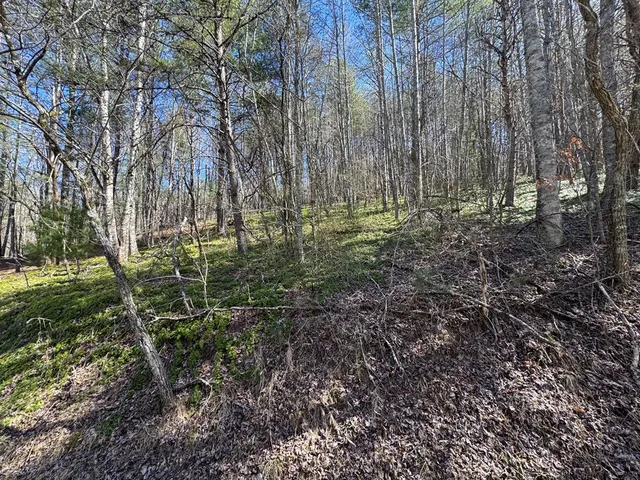 a view of a yard with plants and trees