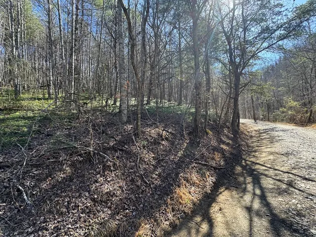 a view of a yard with a tree