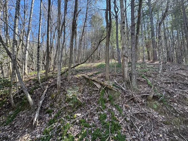 a view of a backyard with trees