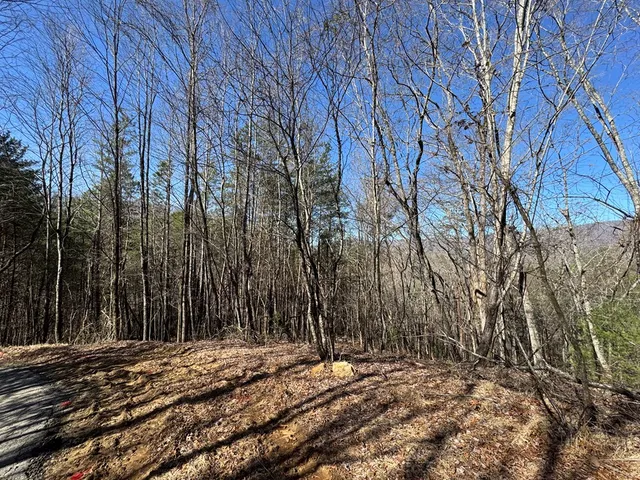 a view of a yard with plants and trees