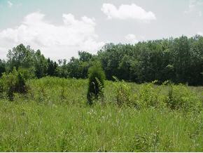 420 Elmer Hayes Road Mosheim, TN 37818 - Photo 2 of 9 Photo 2