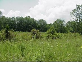 420 Elmer Hayes Road Mosheim, TN 37818 - Photo 8 of 9 Photo 8