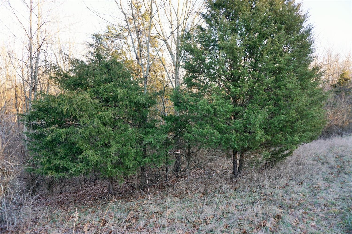 8305 Bocock Road Dillsboro, IN 47018 - Photo 49 of 80 Tree stand nestled between some cedars.