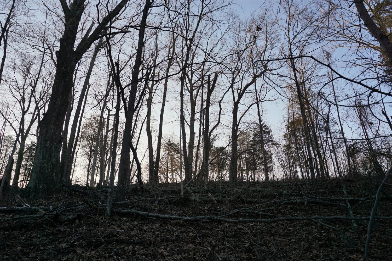 8305 Bocock Road Dillsboro, IN 47018 - Photo 52 of 80 A double stand along the wood line from in the woods.