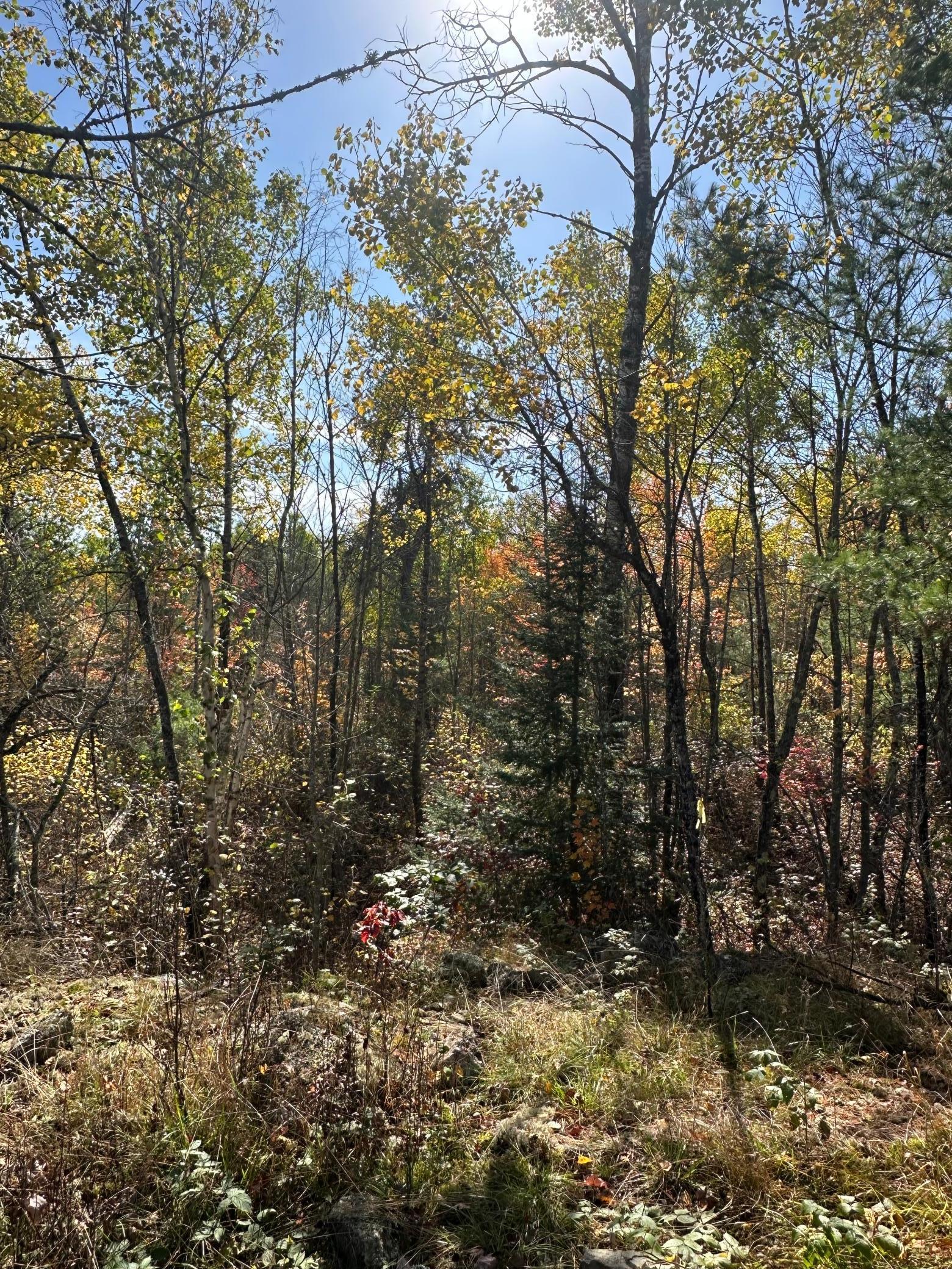 Lot 7 Wilderness Way Road Orr, MN 55771 - Photo 4 of 8