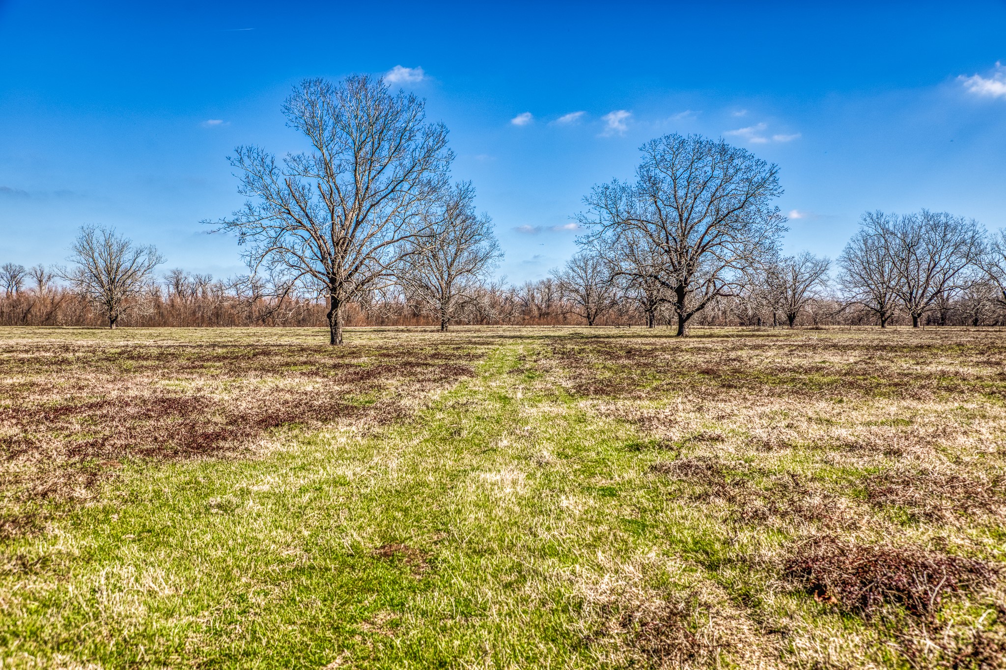 0 Steck Bottom Road Sealy, TX 77474 - Photo 4 of 15 a view of a yard with an trees