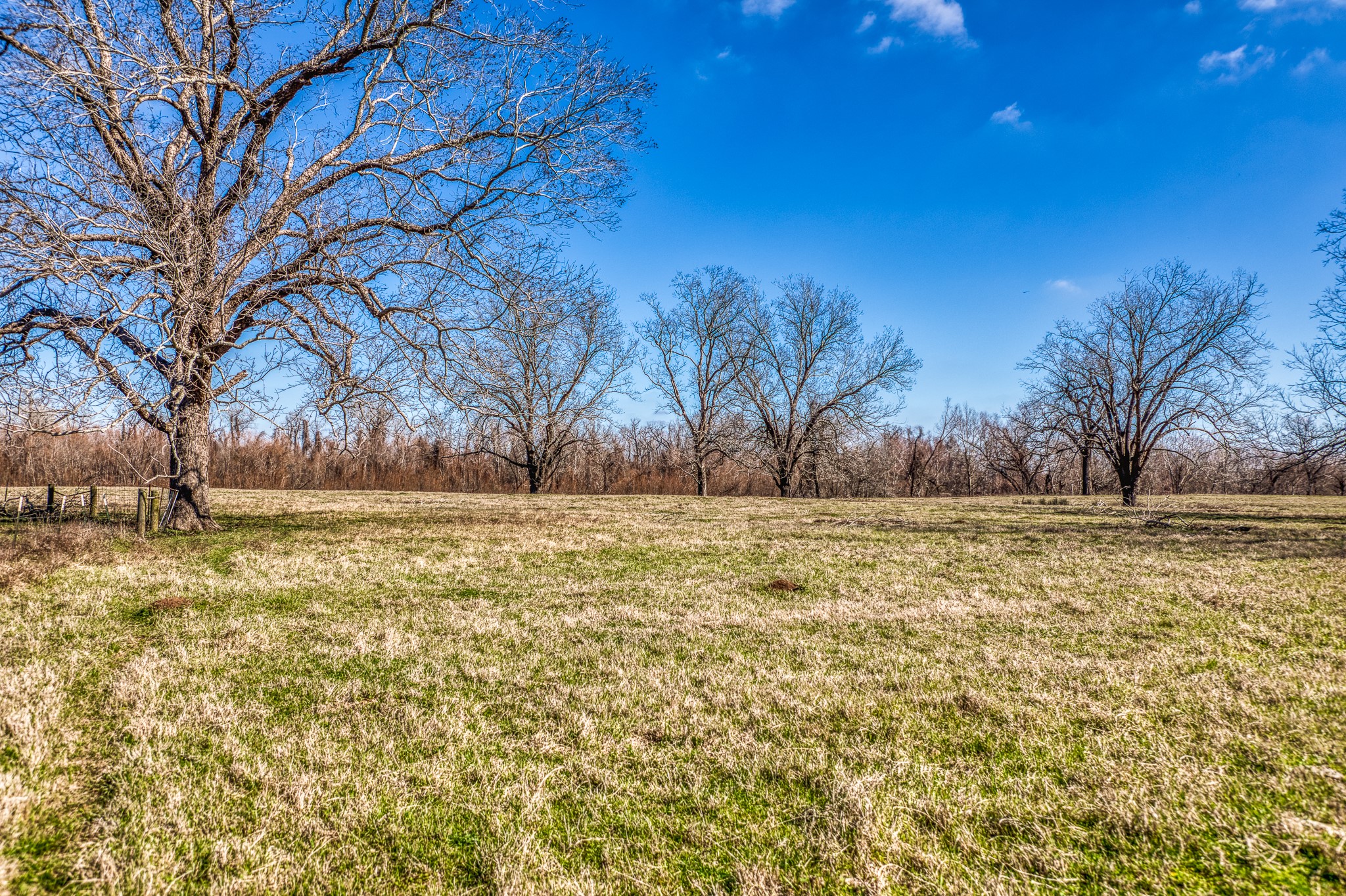 0 Steck Bottom Road Sealy, TX 77474 - Photo 5 of 15 a view of yard with large trees
