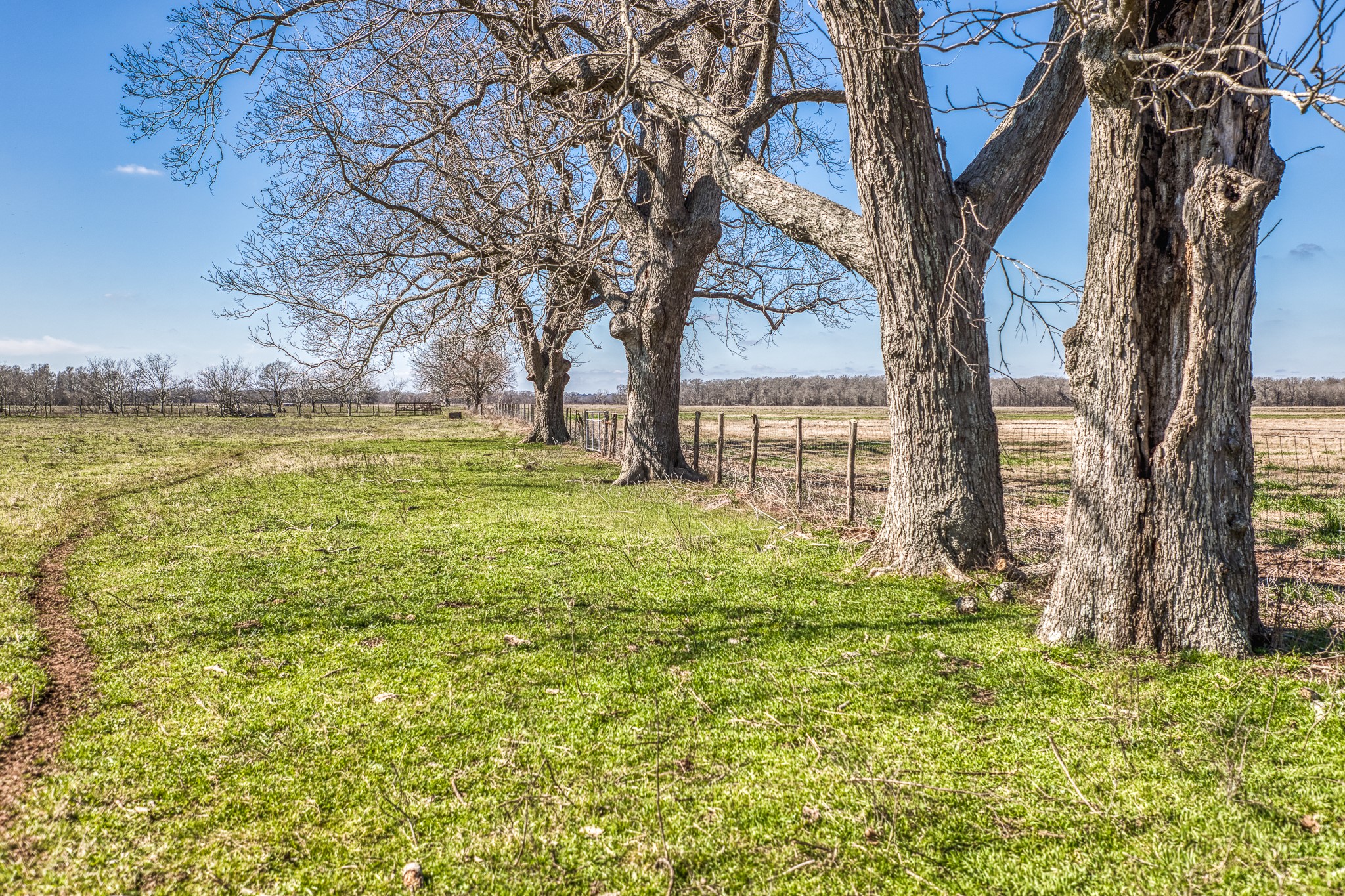 0 Steck Bottom Road Sealy, TX 77474 - Photo 9 of 15 a view of a trees with a yard
