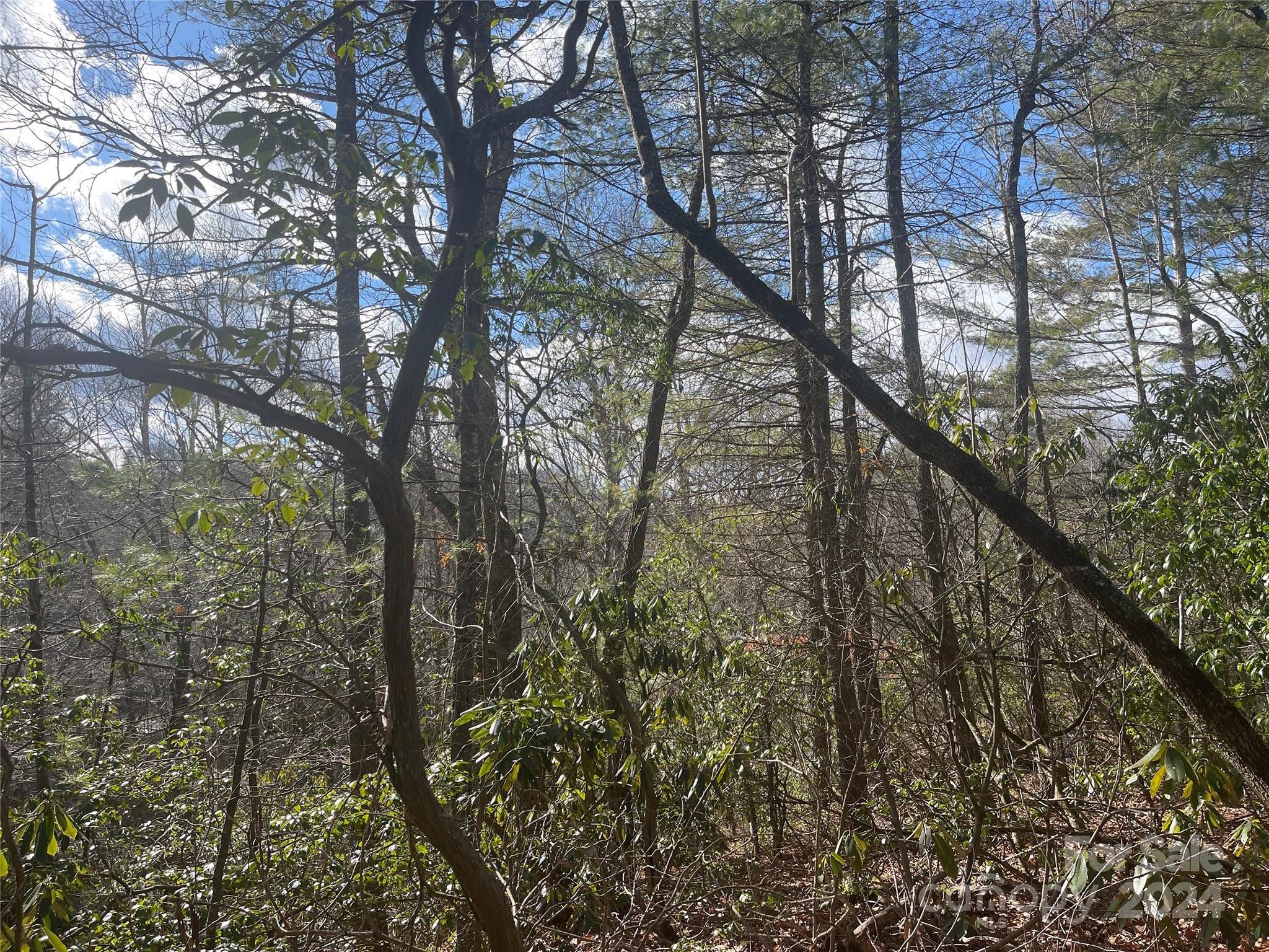 a yard with tall trees