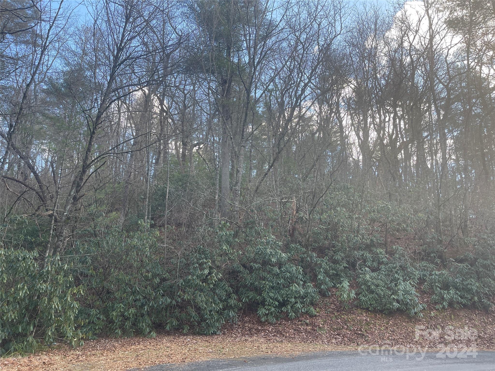 Tbd Tbd Severt Road West Jefferson, NC 28694 - Photo 3 of 7 a view of a forest with trees