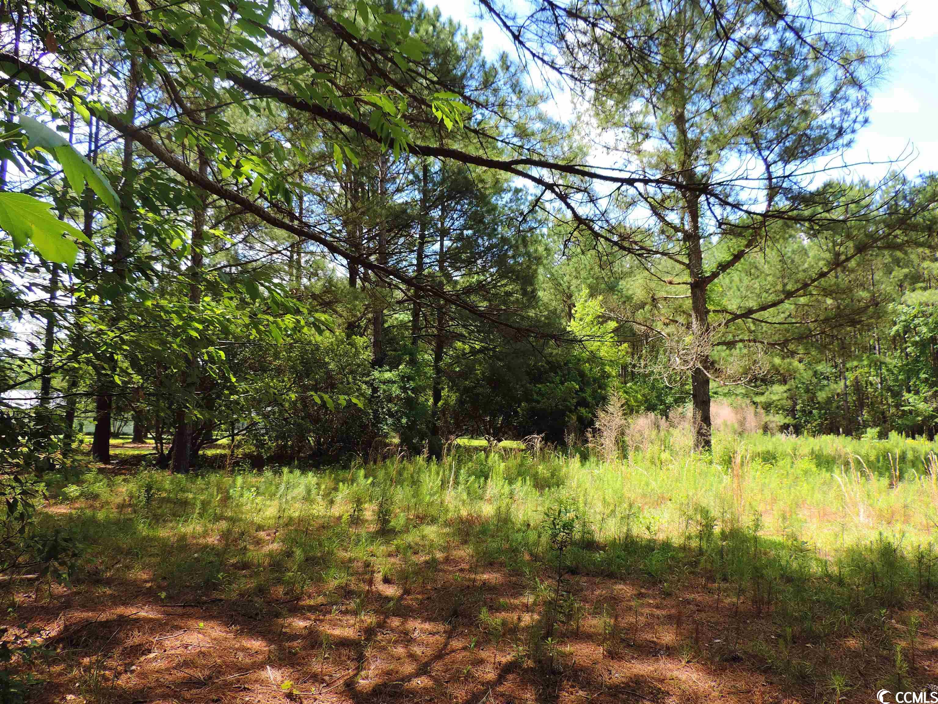 Tba Old Buck Creek Road Longs, SC 29568 - Photo 2 of 5 Gallery Image 2