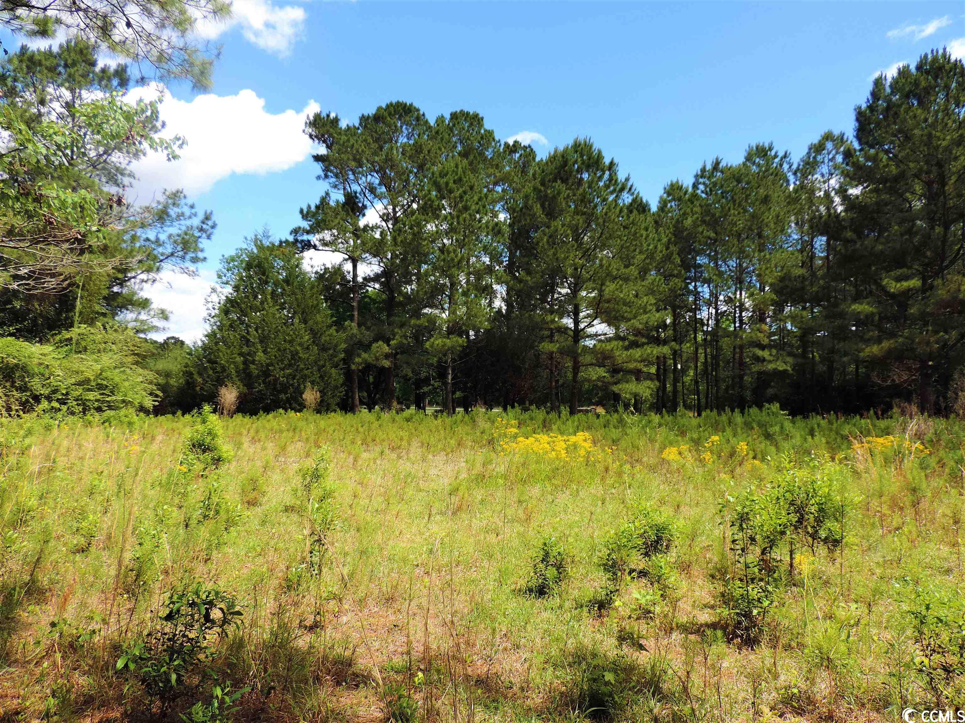 Tba Old Buck Creek Road Longs, SC 29568 - Photo 4 of 5 Gallery Image 4