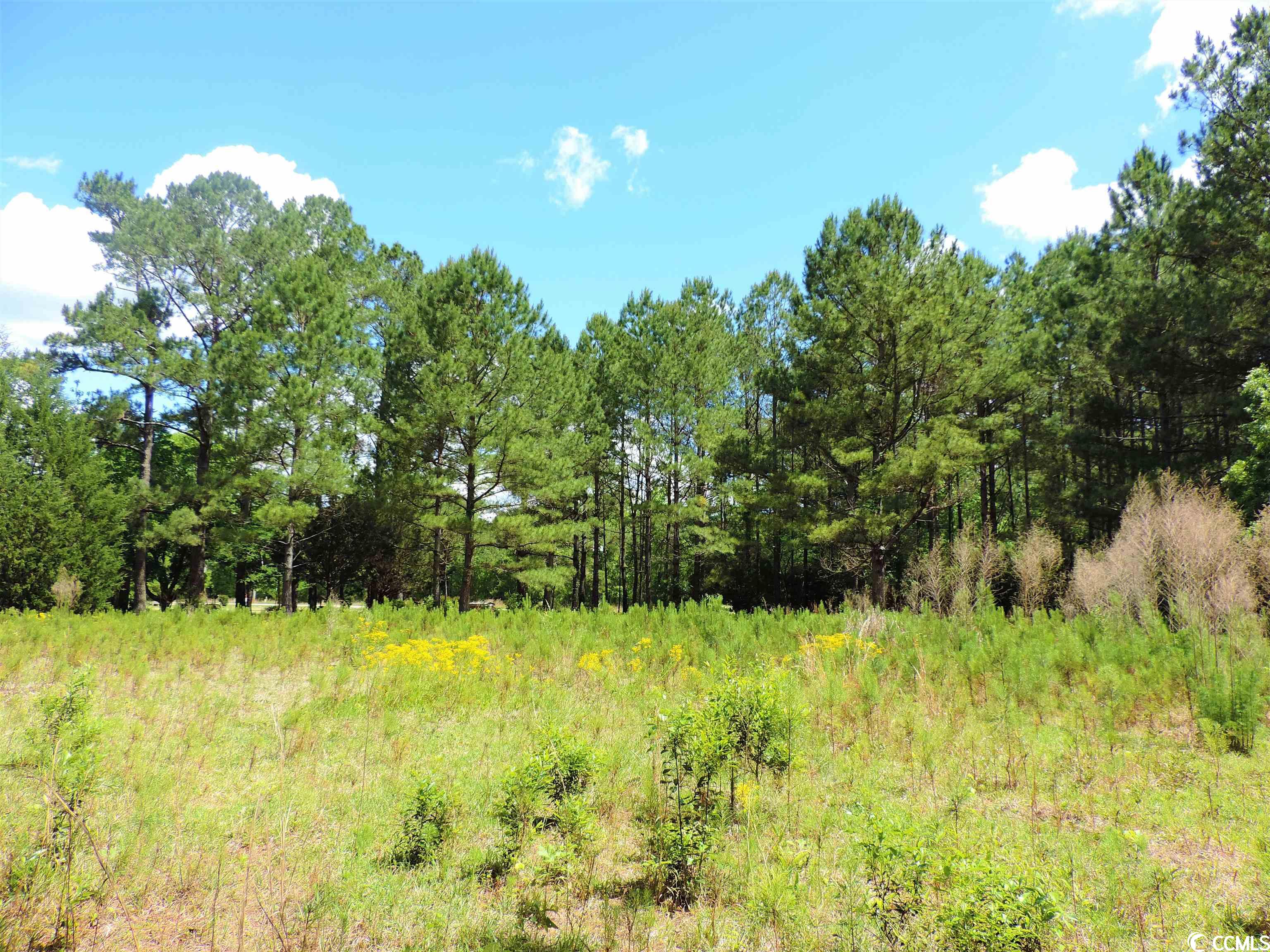 Tba Old Buck Creek Road Longs, SC 29568 - Photo 5 of 5 Gallery Image 5