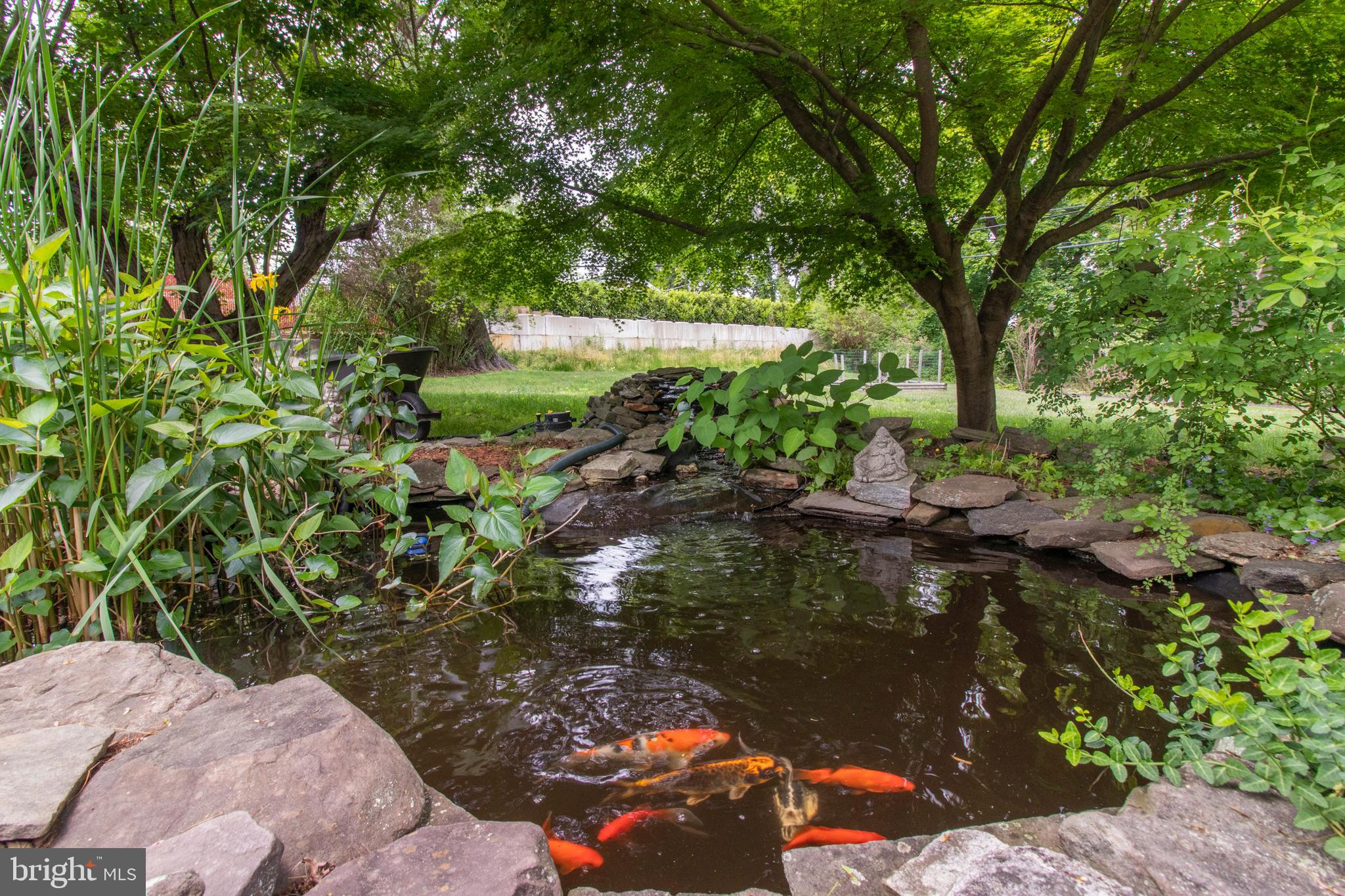 645 Hoyt Road Huntingdon Valley, PA 19006 - Photo 28 of 29 Koi Pond