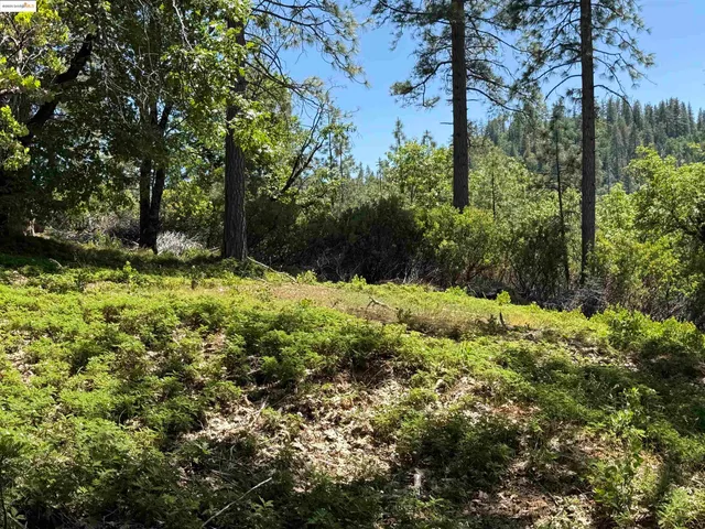 a view of a yard with plants and trees