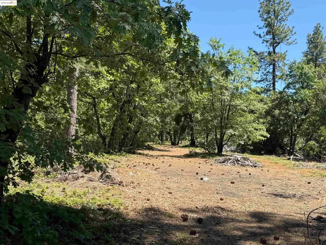 a view of a yard with large trees