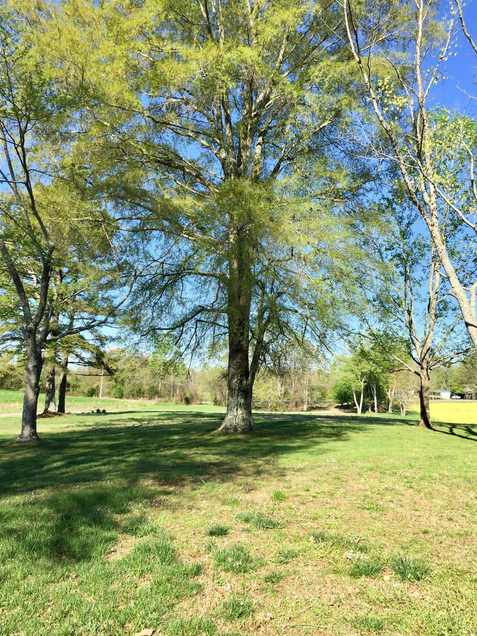 662 Rabbit Trail Road Leoma, TN 38468 - Photo 4 of 12