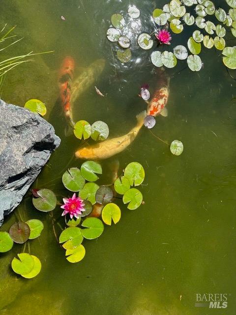 1455 Oak Knoll Road Ukiah, CA 95482 - Photo 36 of 54 4 mature and friendly koi living in 3,000 gallon pond with waterfall.
