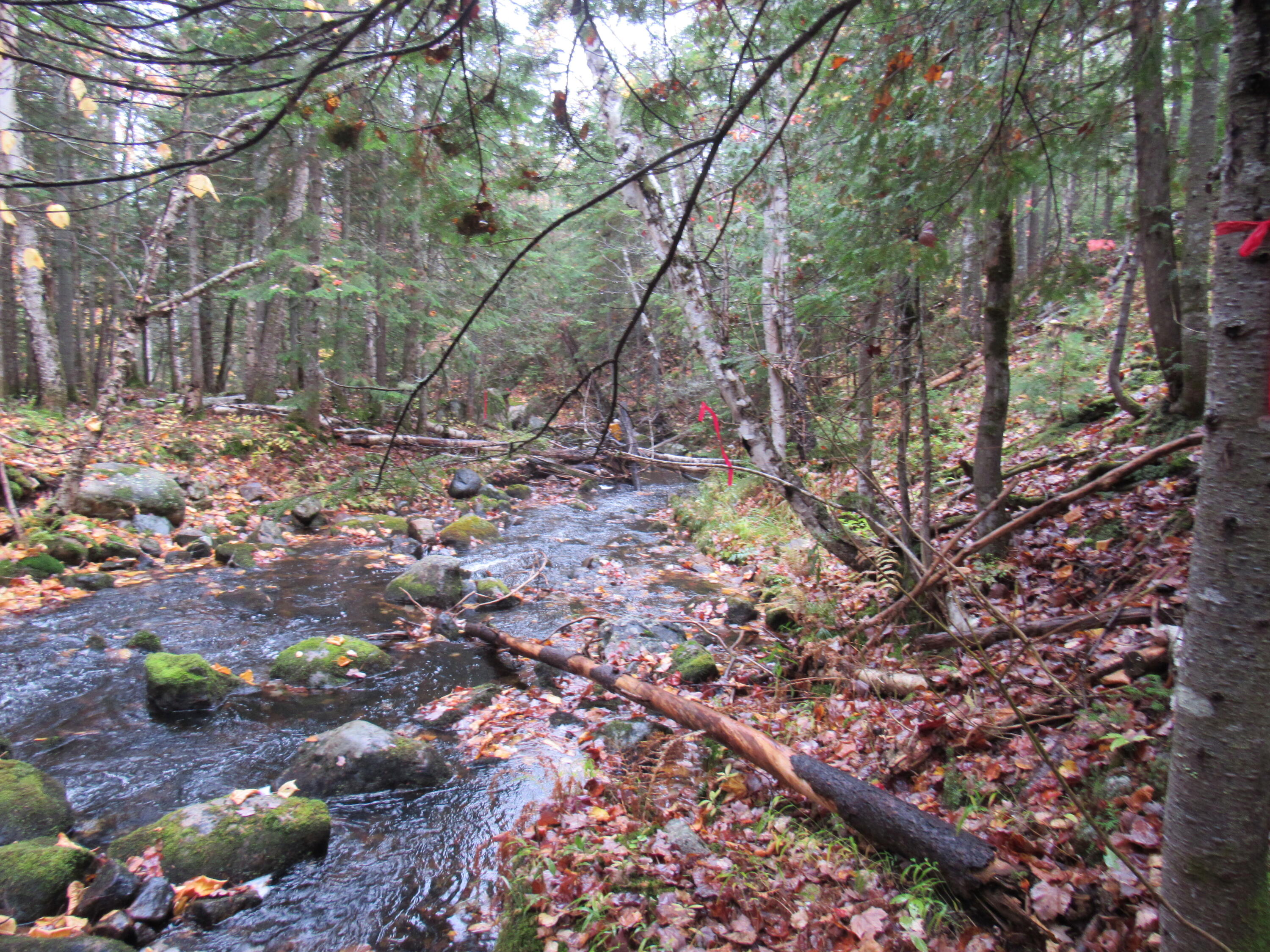515 Grace Pond Road West Forks, ME 04985 - Photo 39 of 40 IMG_7207