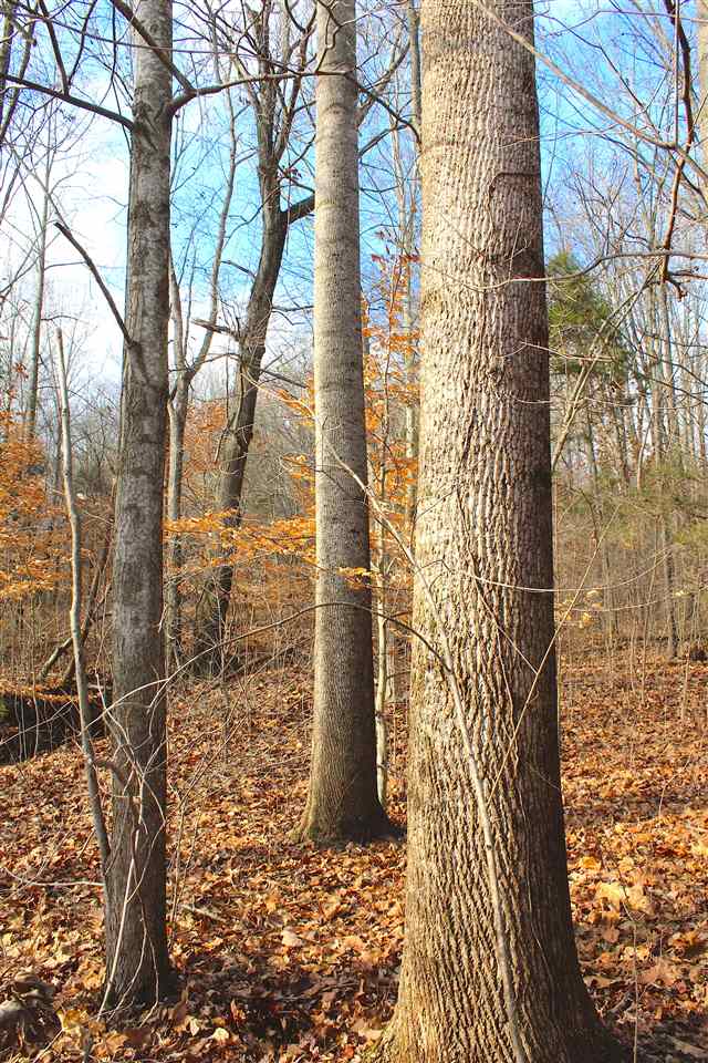0 Ellis Cole Road Bowling Green, KY 42101 - Photo 5 of 23 Gallery Image 5