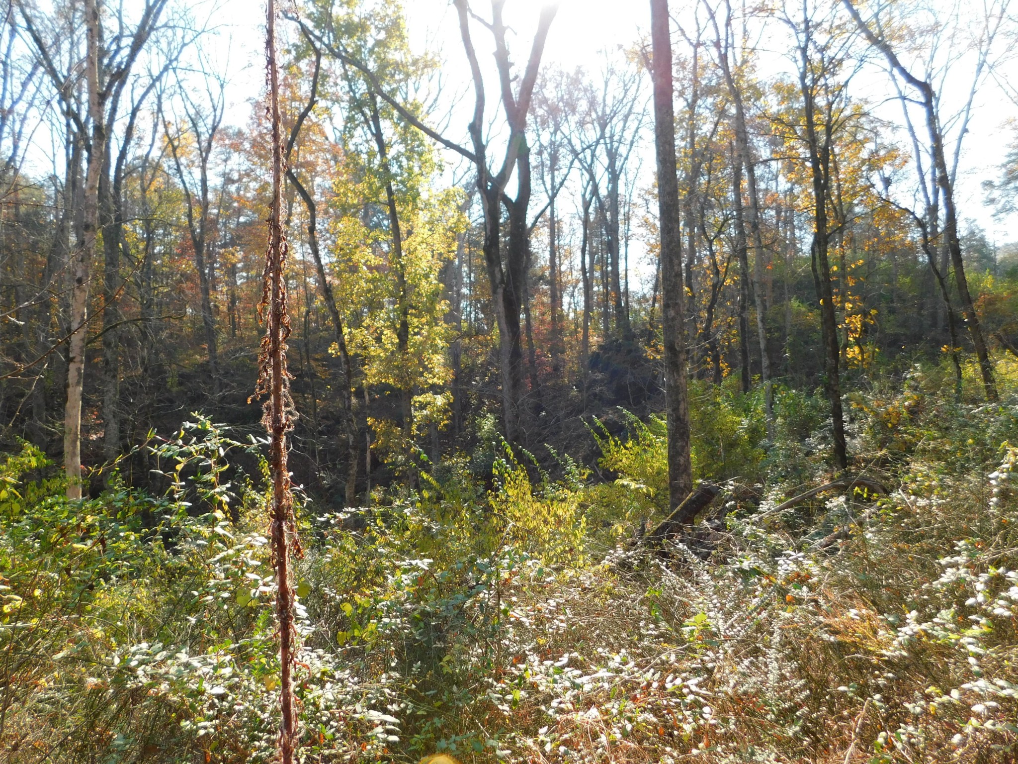 0 English Mountain Road Cosby, TN 37722 - Photo 17 of 25 Gallery Image 17