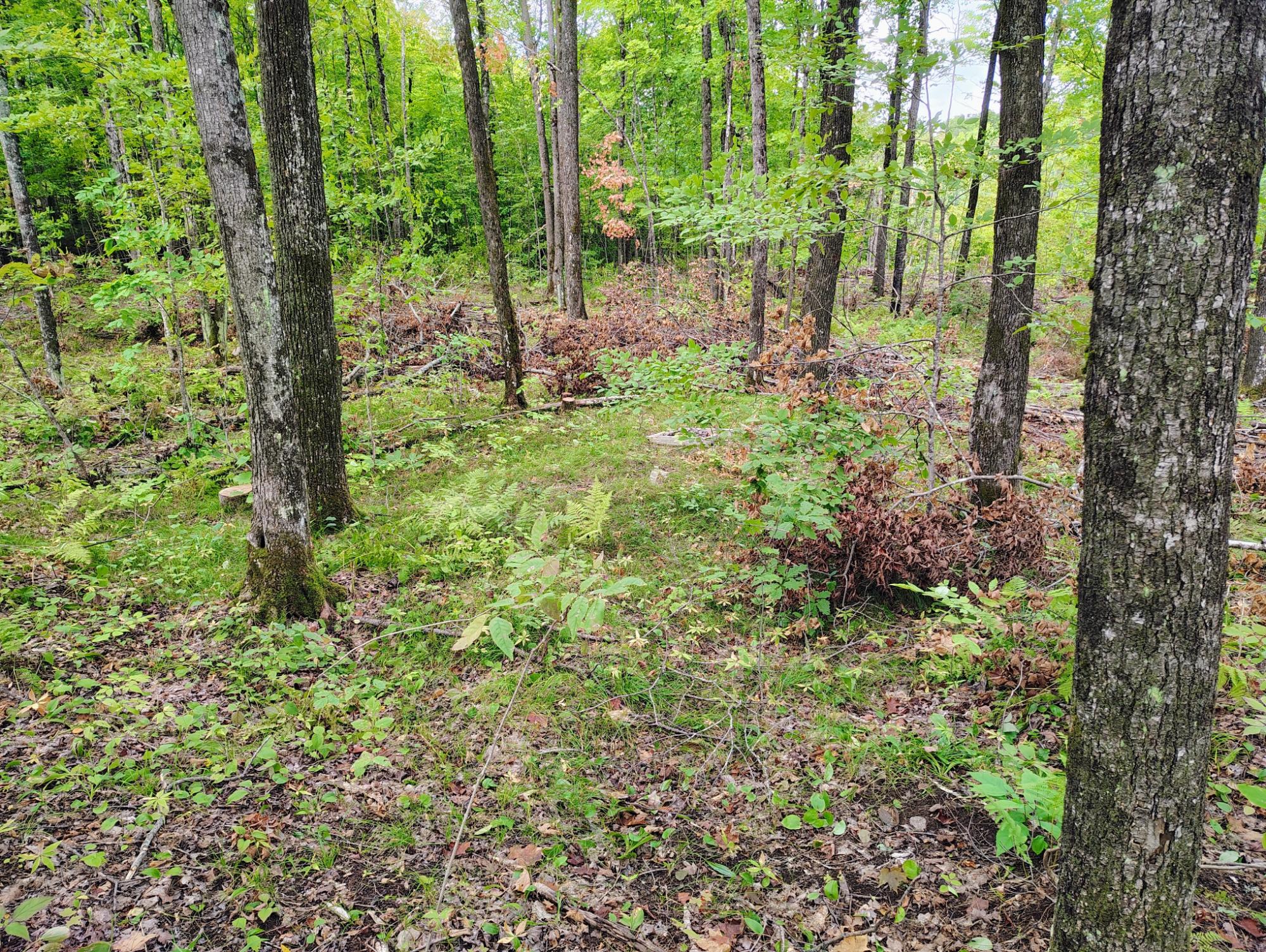 On Kornstead Road, Unit 80± ACRE Mellen, WI 54546 - Photo 4 of 18 Gallery Image 4