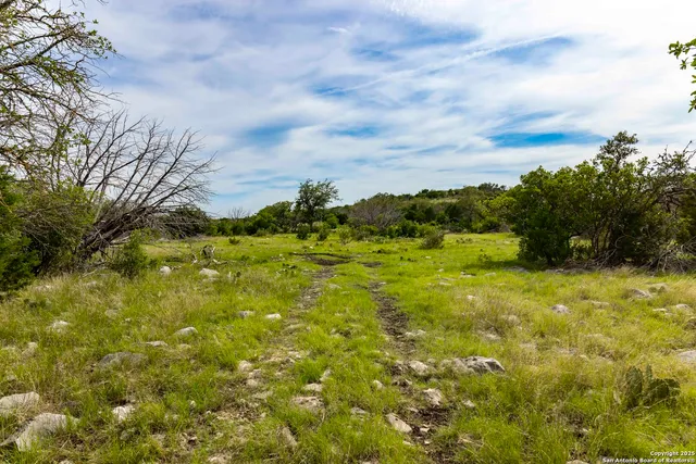 a view of a large yard with plants and large trees