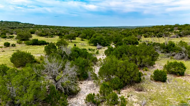 a view of a bunch of plants and trees