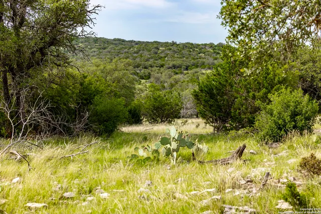 a view of a yard with plants