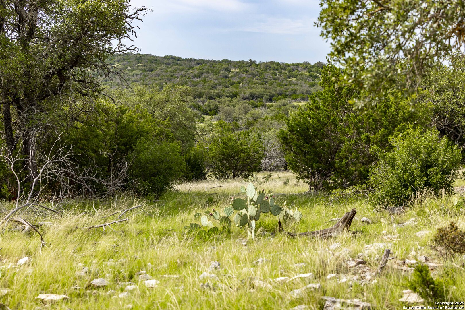 Lot 1 Hwy 377 Rocksprings, TX 78880 - Photo 8 of 35 a view of a yard with plants
