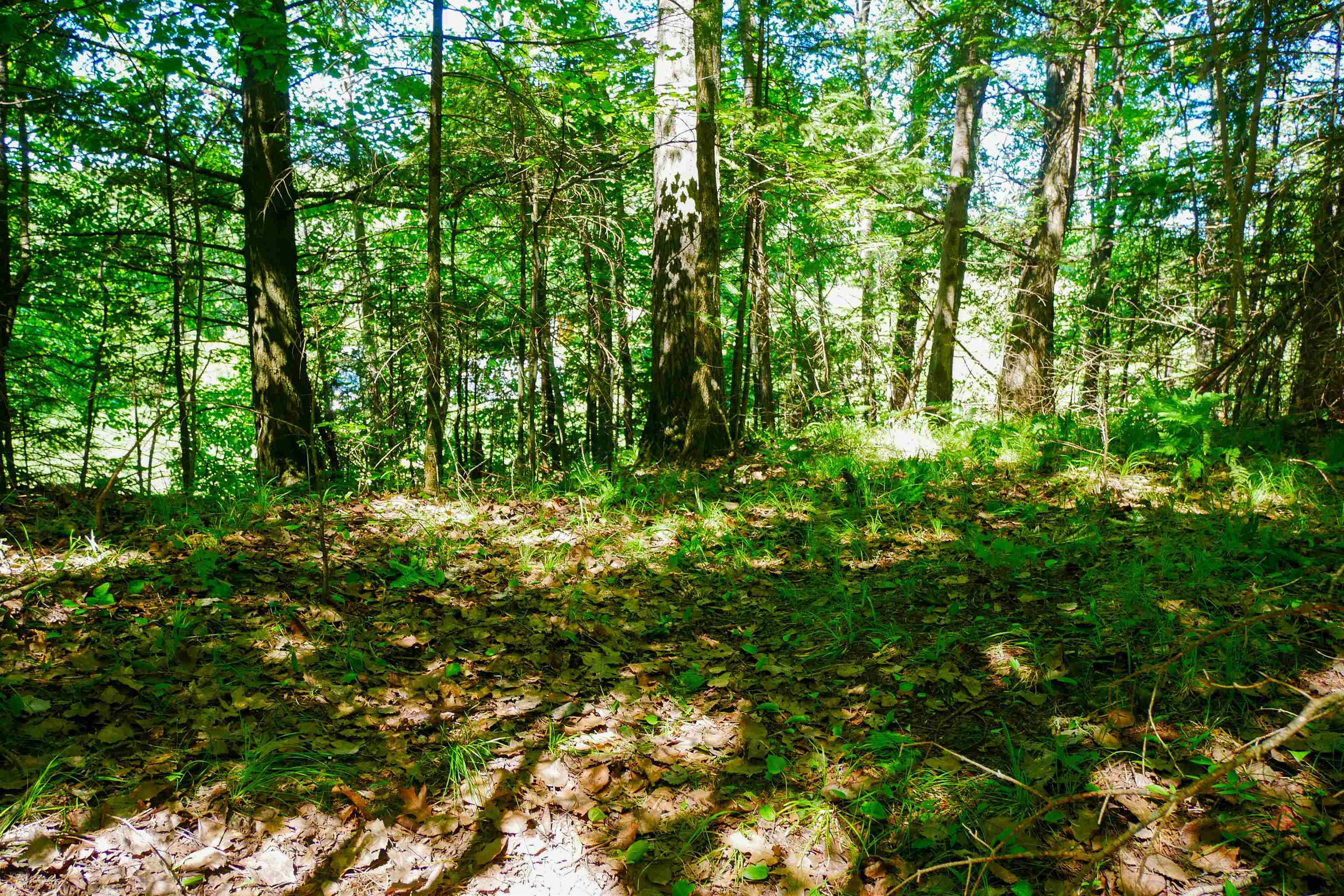 544-acre Salem Lake Road Medford, WI 54451 - Photo 3 of 9