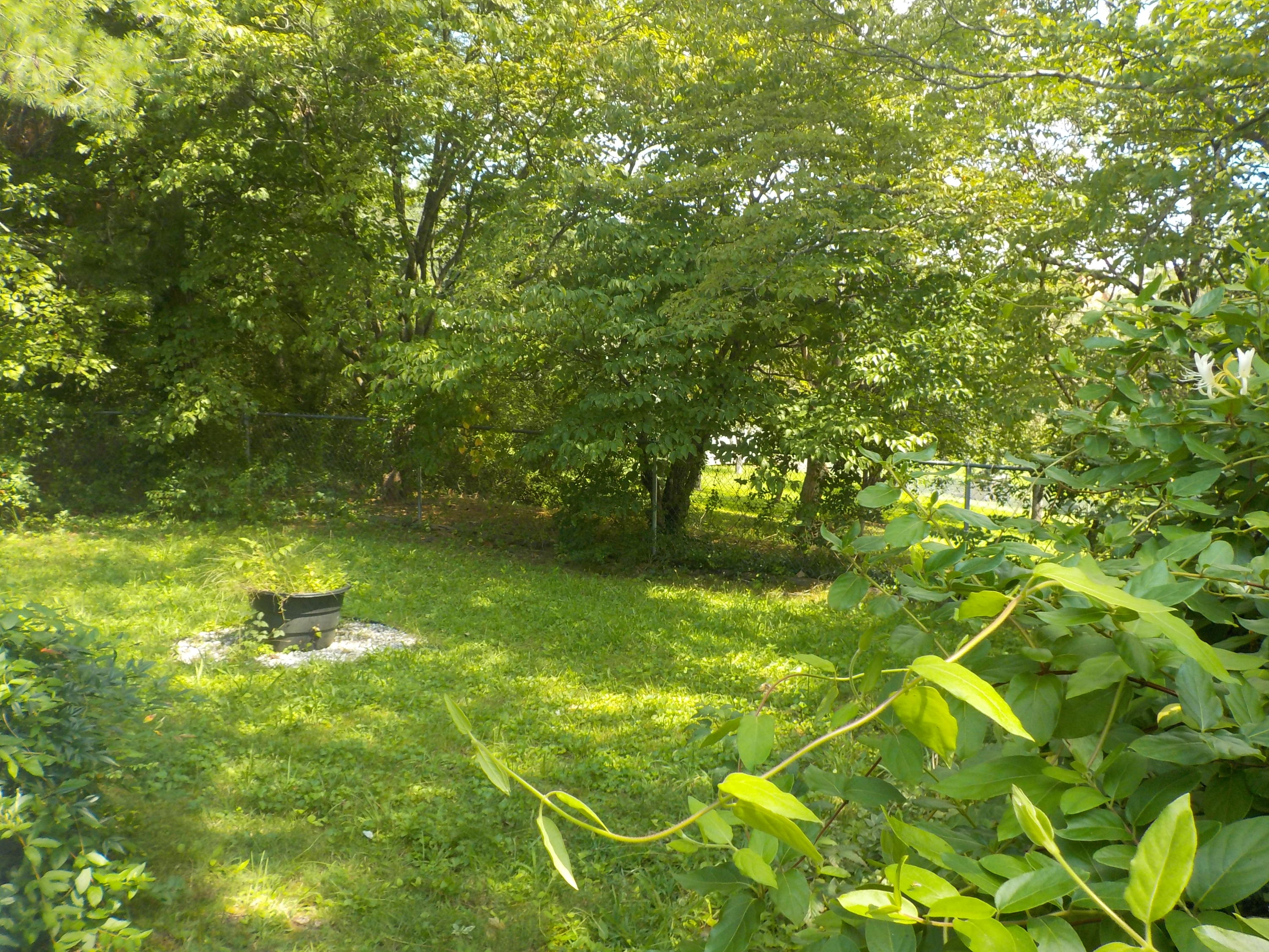 112 Cedar Road Oak Ridge, TN 37830 - Photo 15 of 21 Fenced Back Yard