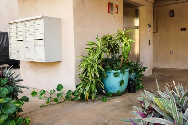 a potted plant in front of a glass door