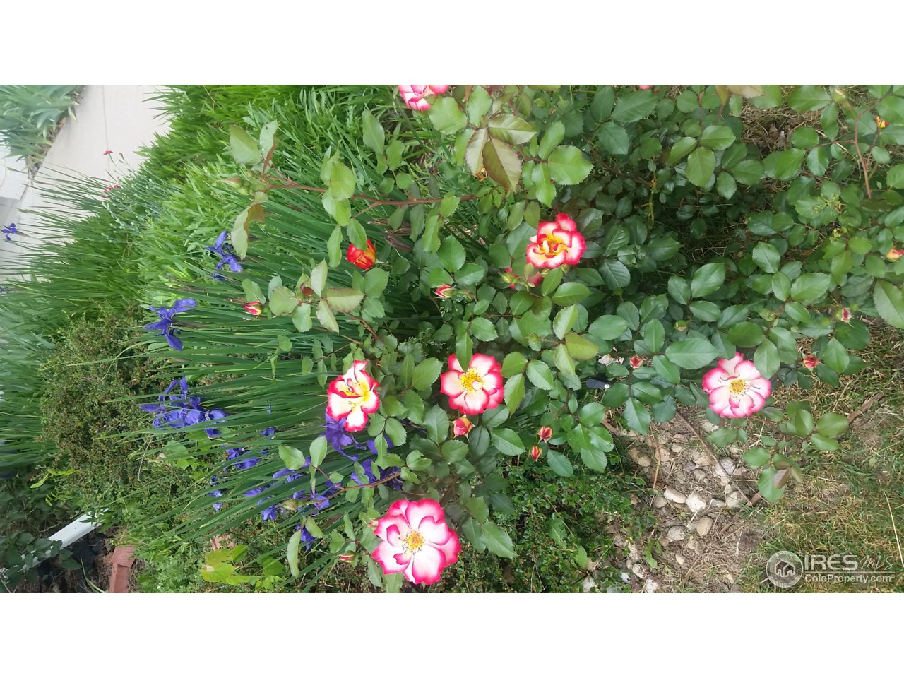 3910 Colorado Avenue, Unit C Boulder, CO 80303 - Photo 27 of 34 Community Flowers Abound