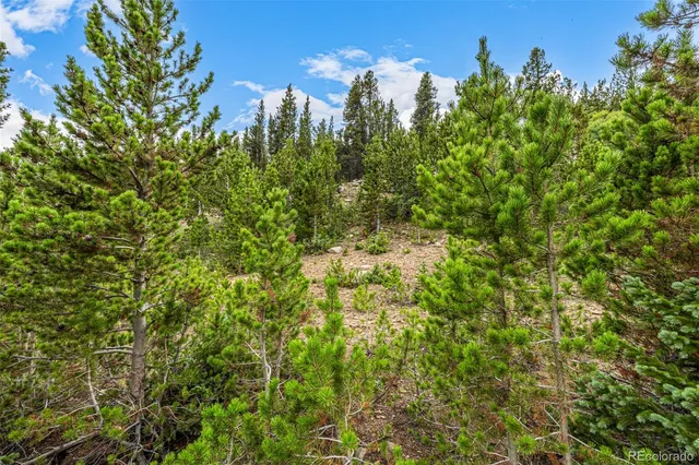 a view of a lush green forest